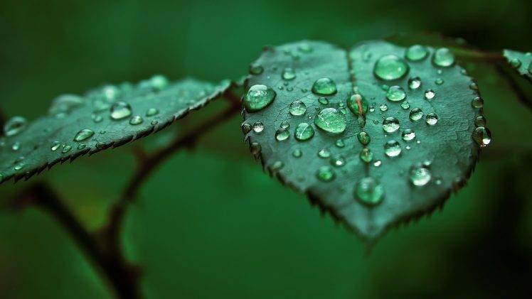 macro, Nature, Leaves, Water Drops HD Wallpaper Desktop Background