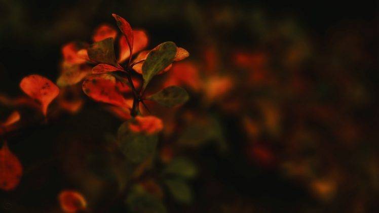 flowers, Macro, Nature HD Wallpaper Desktop Background