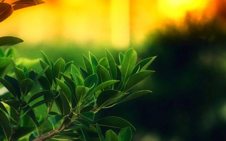 macro, Nature, Leaves HD Wallpaper Desktop Background
