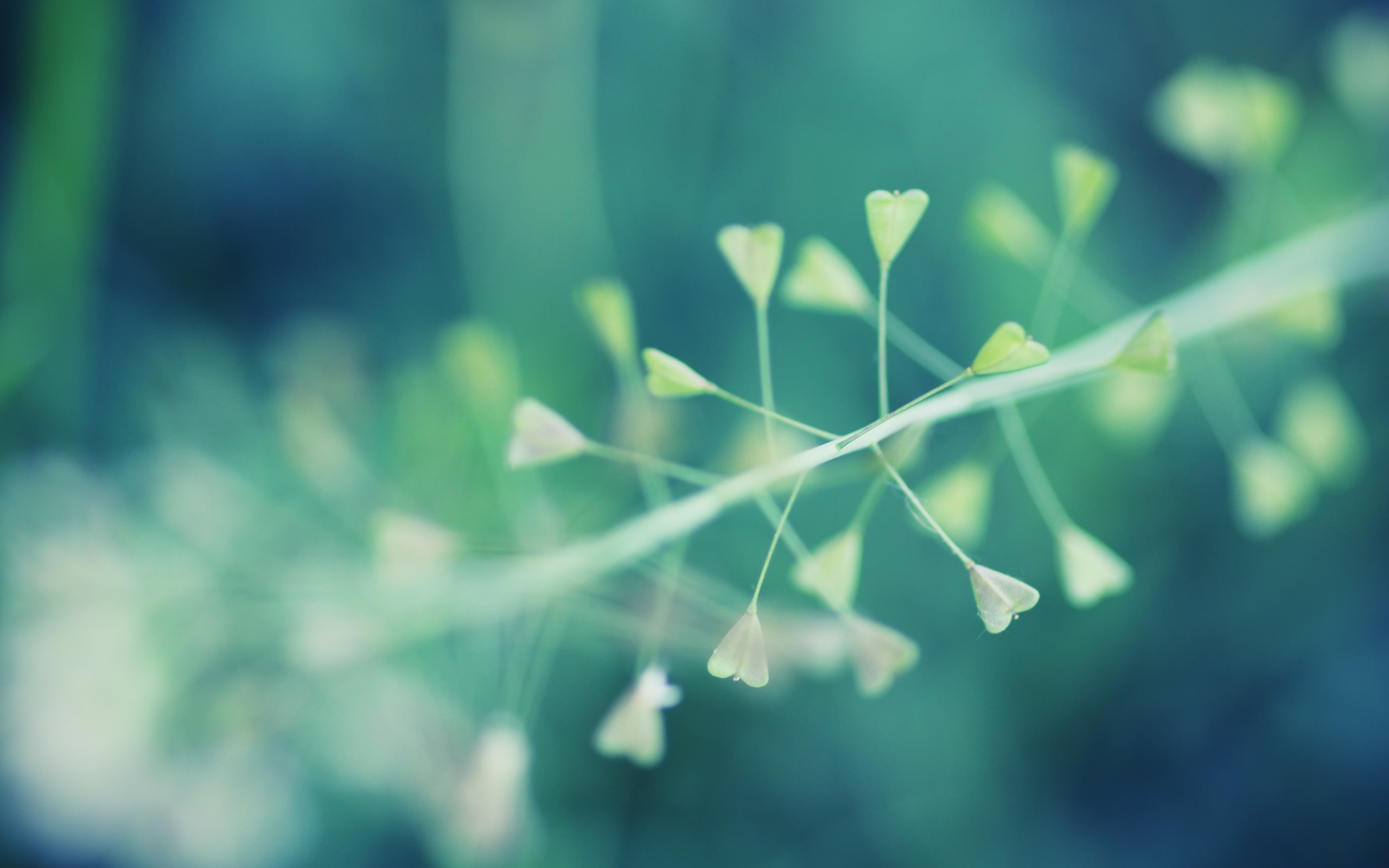 flowers, Macro, Nature Wallpaper