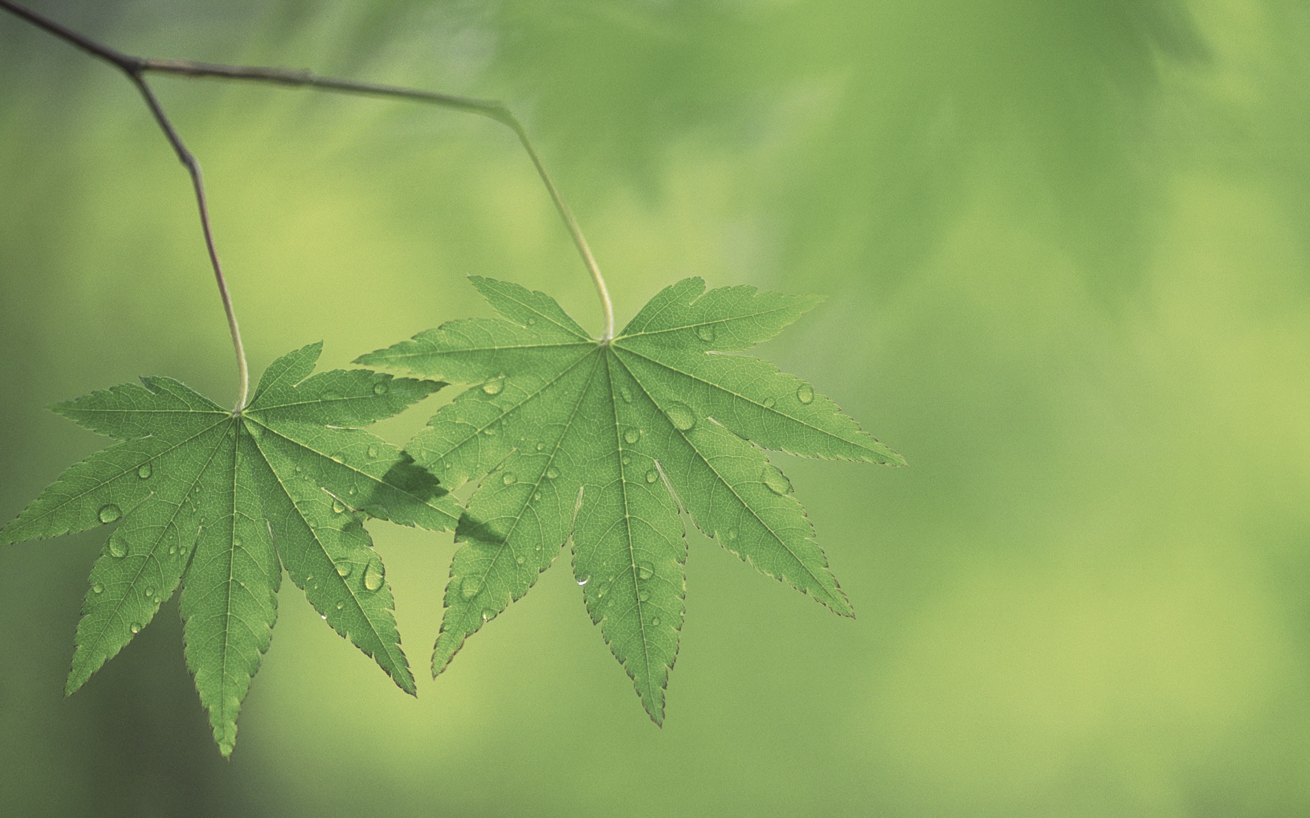 macro, Nature, Leaves Wallpaper