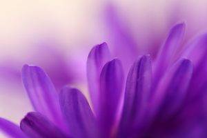 flowers, Macro, Nature, Purple Flowers