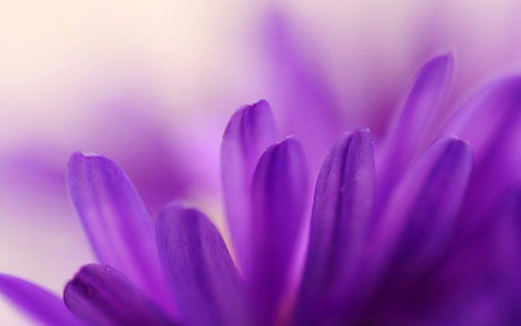 flowers, Macro, Nature, Purple Flowers HD Wallpaper Desktop Background