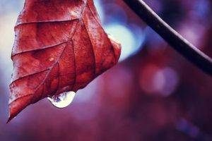 macro, Nature, Water Drops, Leaves