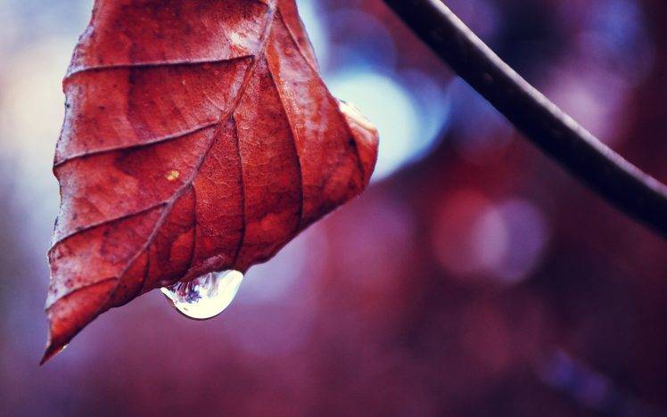 macro, Nature, Water Drops, Leaves HD Wallpaper Desktop Background