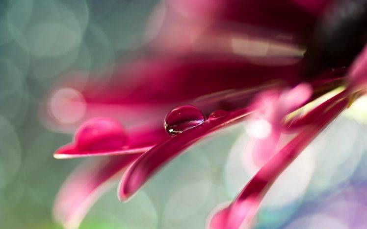 flowers, Macro, Nature, Water Drops HD Wallpaper Desktop Background