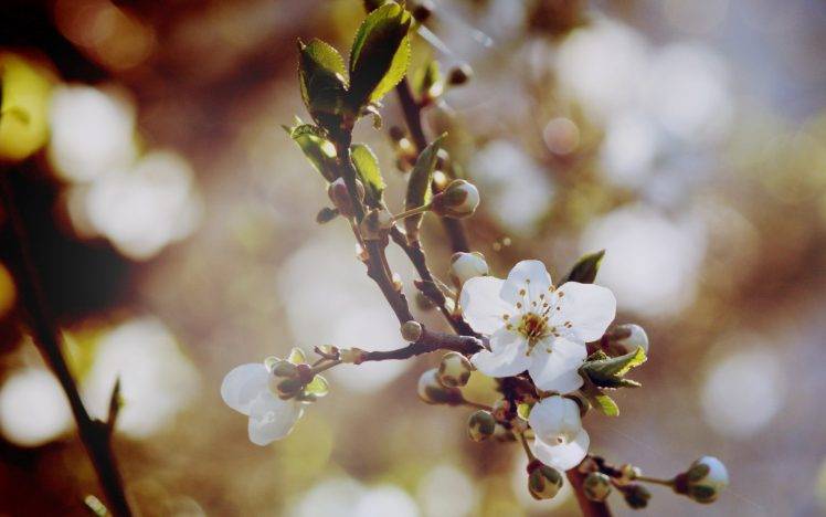 macro, Nature, Flowers, White Flowers HD Wallpaper Desktop Background