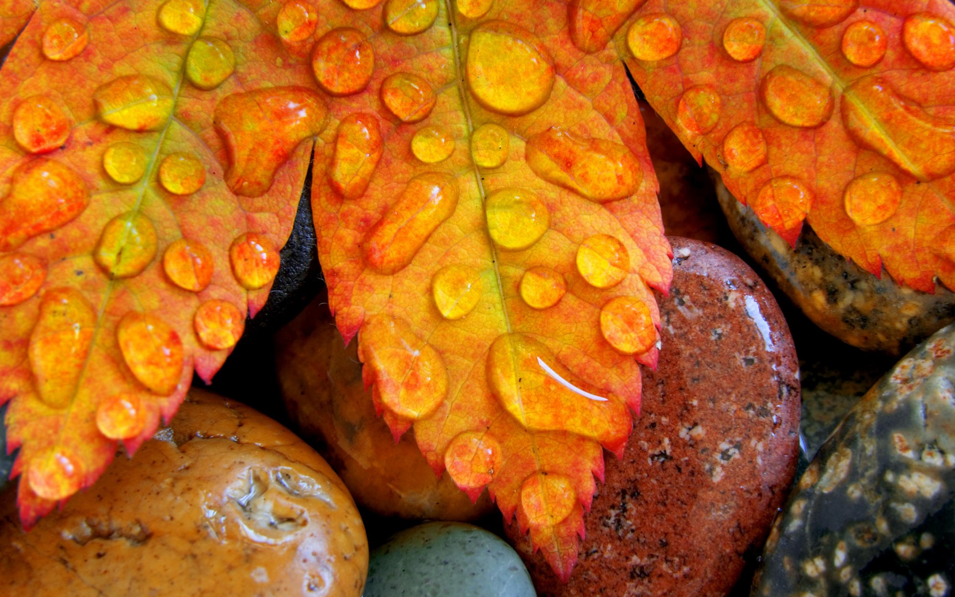 macro, Nature, Leaves, Stones, Water Drops Wallpaper