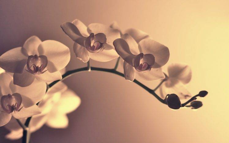 flowers, Macro, Orchids HD Wallpaper Desktop Background