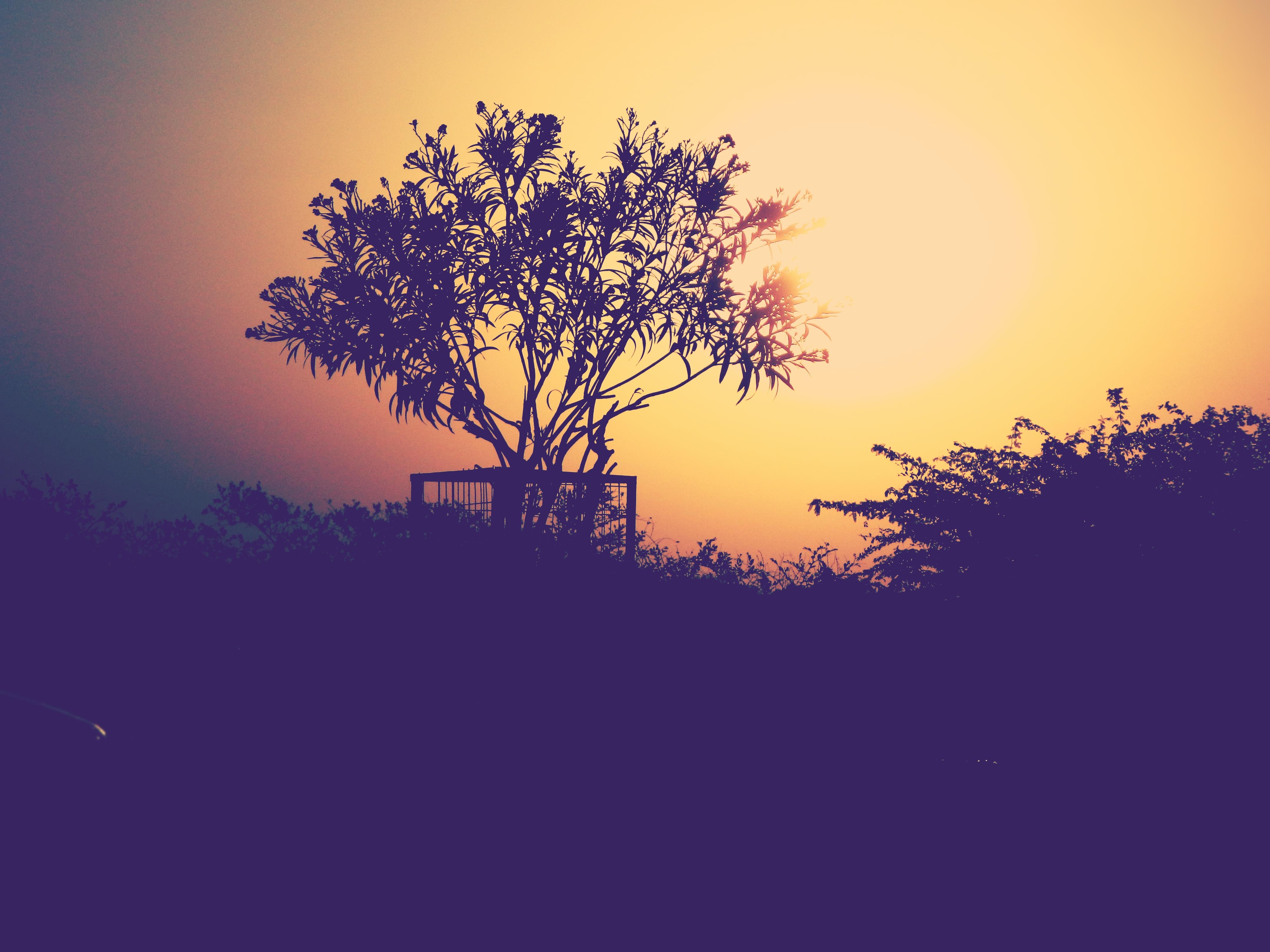 nature, Sunset Wallpaper