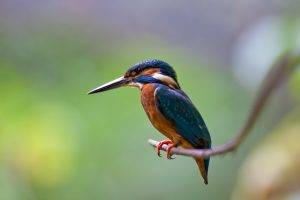 birds, Kingfisher, Nature, Branch