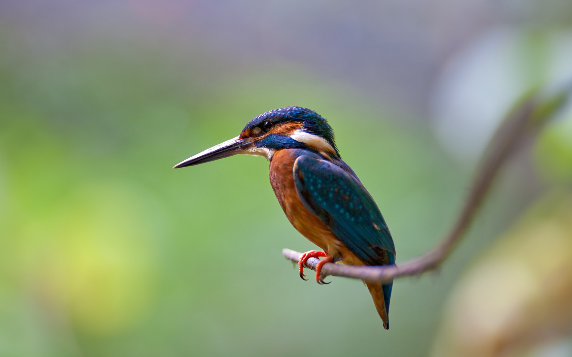 birds, Kingfisher, Nature, Branch Wallpaper