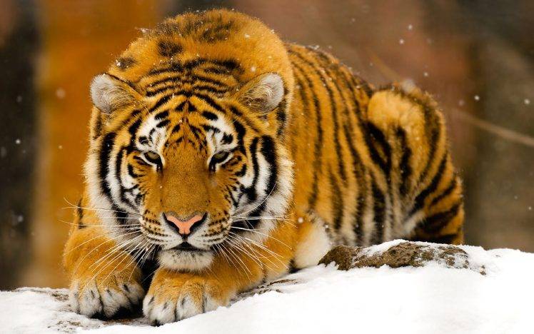 animals, Tiger, Snow HD Wallpaper Desktop Background