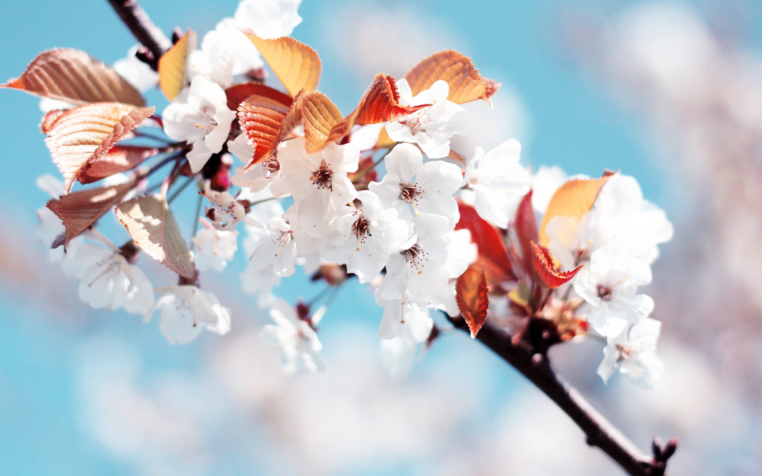 весна дерево цветение бесплатно