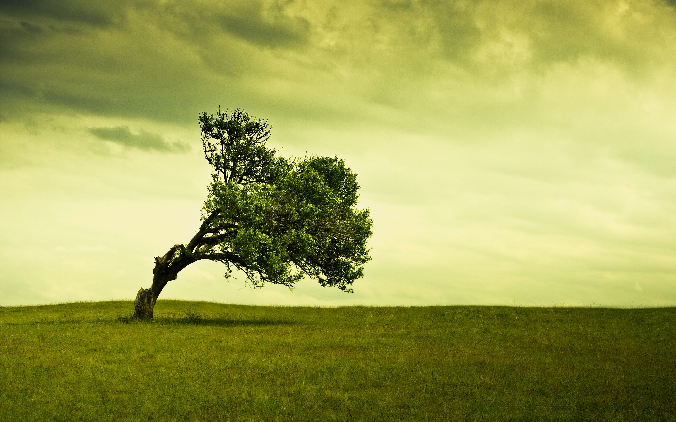 trees, Nature, Grass Wallpaper