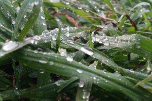 water Drops, Grass, Nature