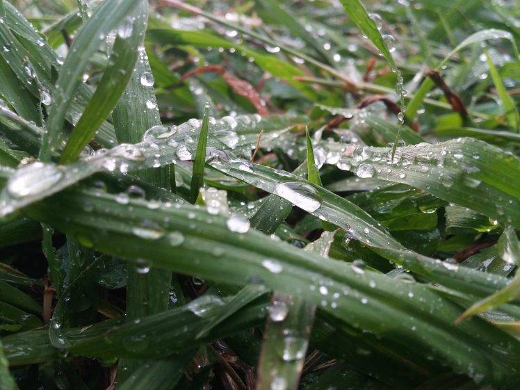 water Drops, Grass, Nature HD Wallpaper Desktop Background