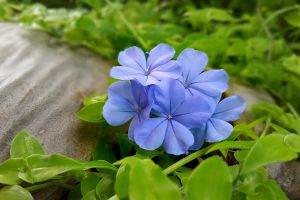 flowers, Leaves, Blue Flowers