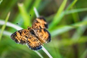 butterfly, Macro, Green, Orange, Nature, Insect, Grass