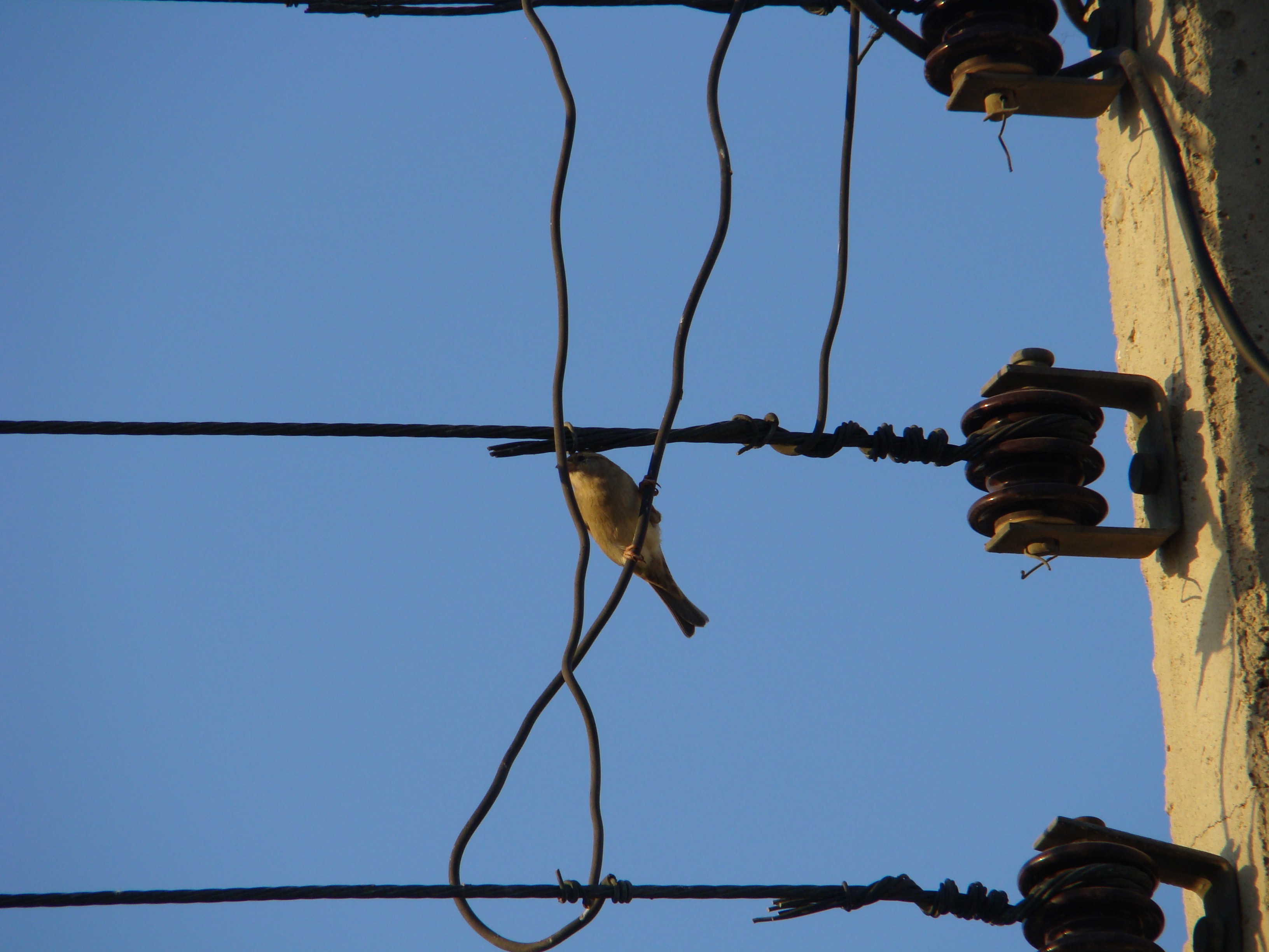 sparrows, Nature Wallpaper