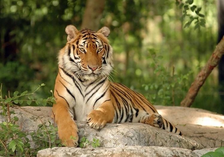 tiger, Animals, Nature