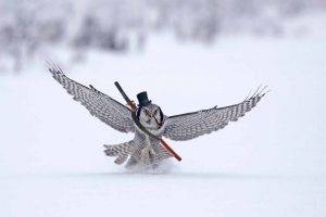 owl, Winter, Snow, Humor