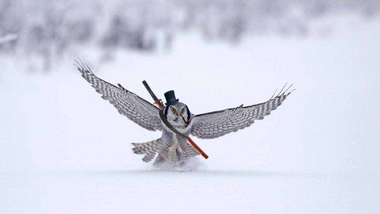 owl, Winter, Snow, Humor HD Wallpaper Desktop Background