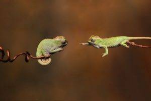 green, Blurred, Hope, Jumping, Animals, Wildlife, Reptile, Chameleons, Twigs