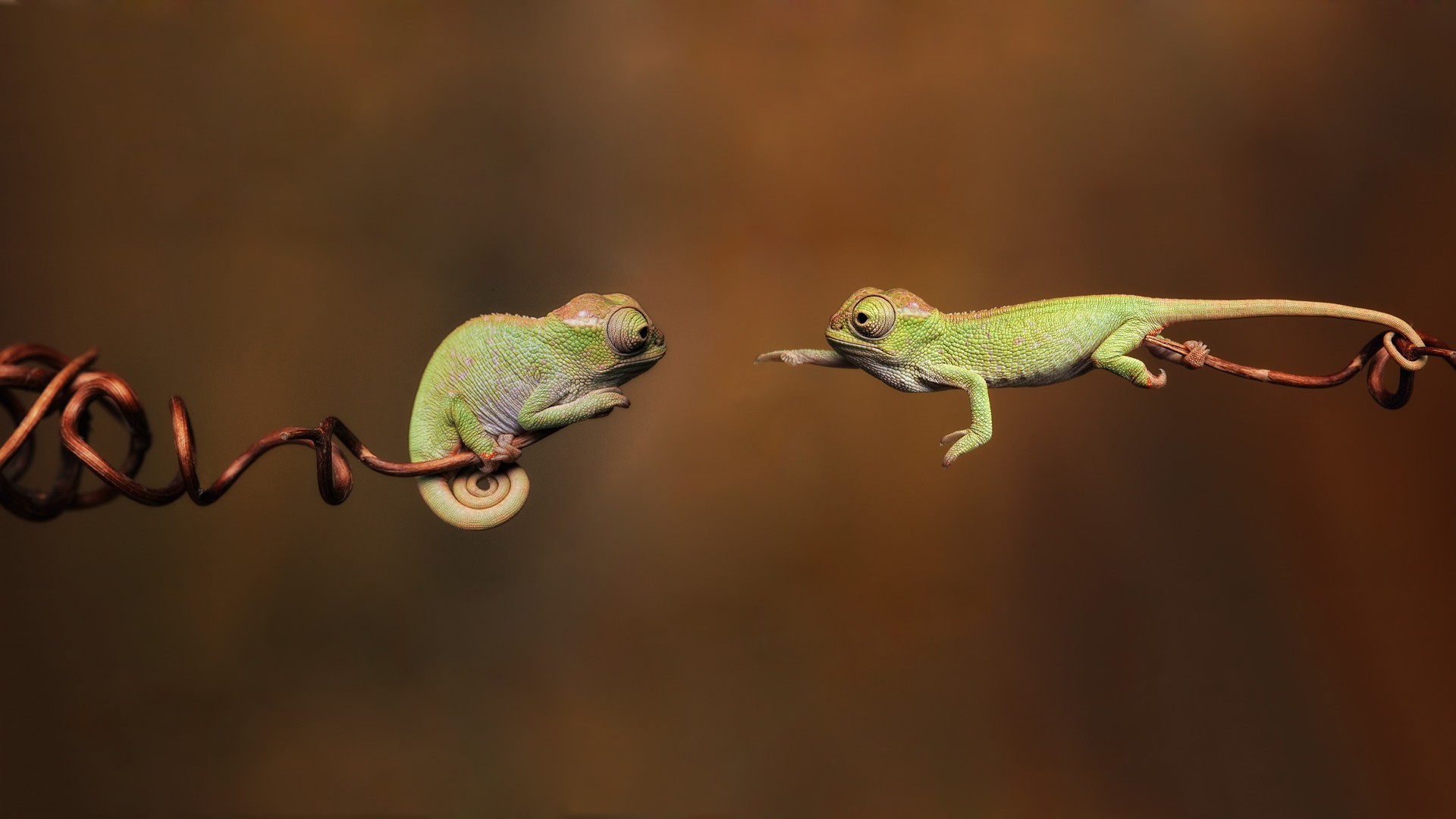 green, Blurred, Hope, Jumping, Animals, Wildlife, Reptile, Chameleons, Twigs Wallpaper