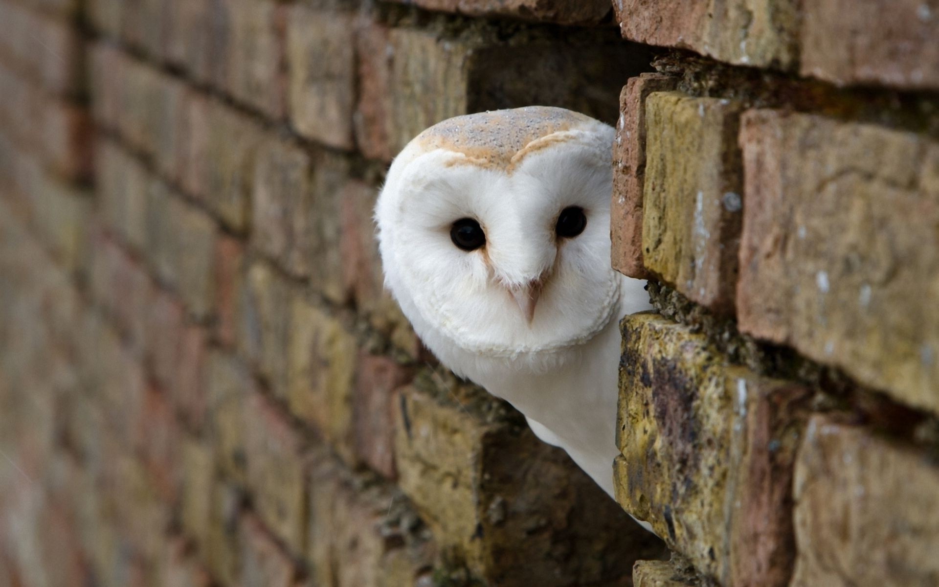 birds, Animals, Owl, Bricks Wallpaper