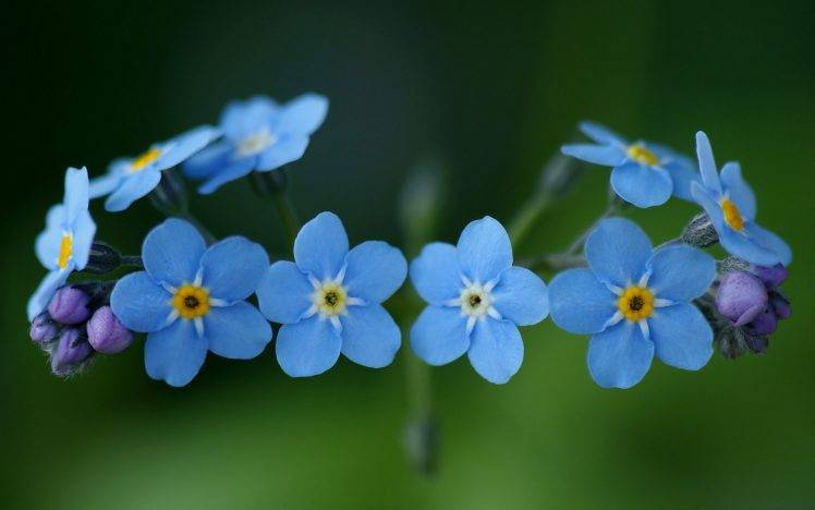 flowers, Nature, Blue Flowers, Forget me nots HD Wallpaper Desktop Background