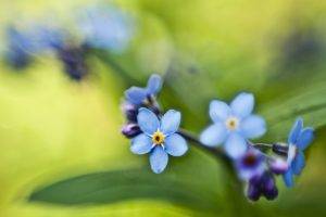 flowers, Nature, Blue Flowers, Forget me nots