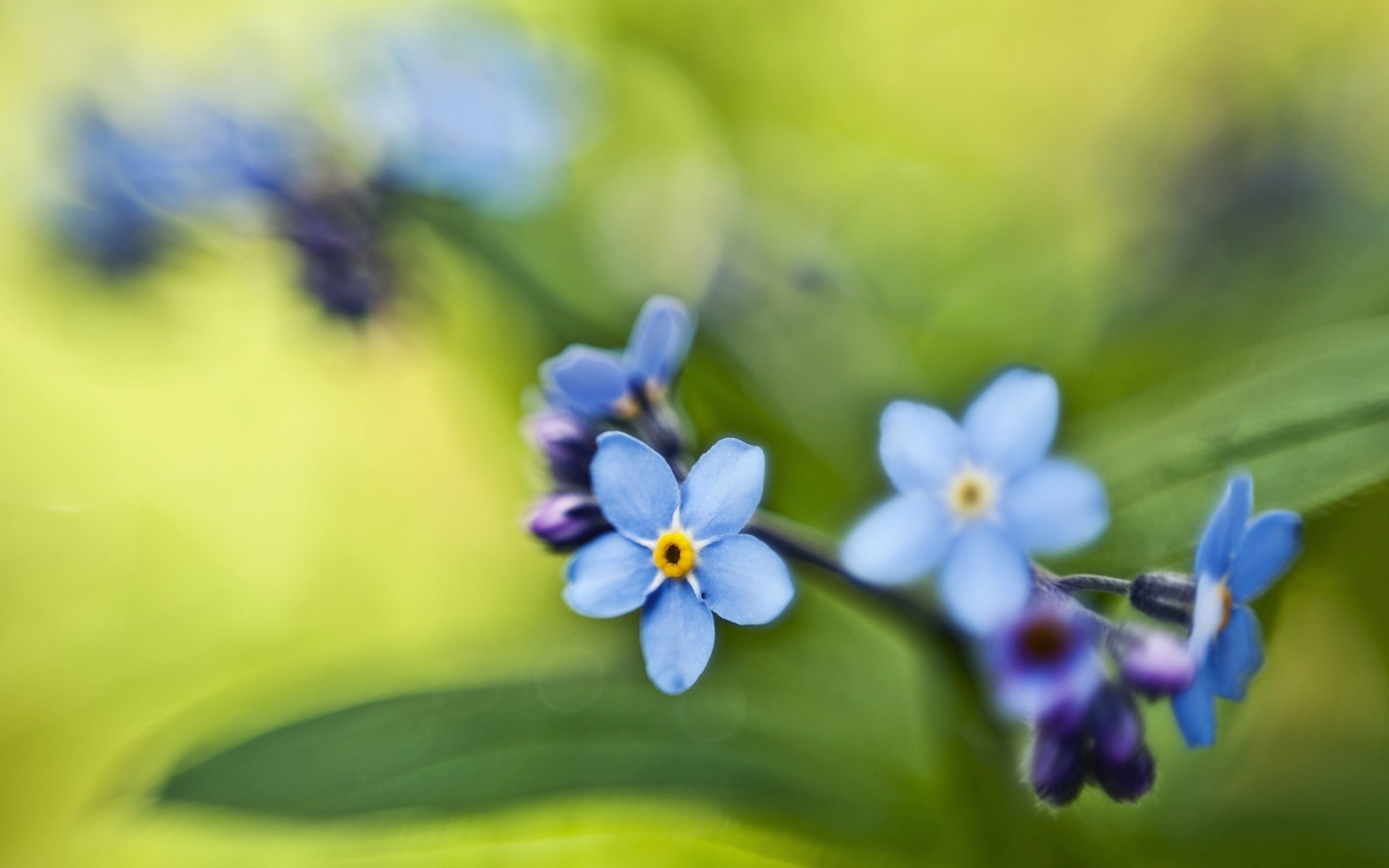 flowers, Nature, Blue Flowers, Forget me nots Wallpaper