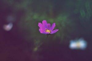flowers, Nature, Purple Flowers