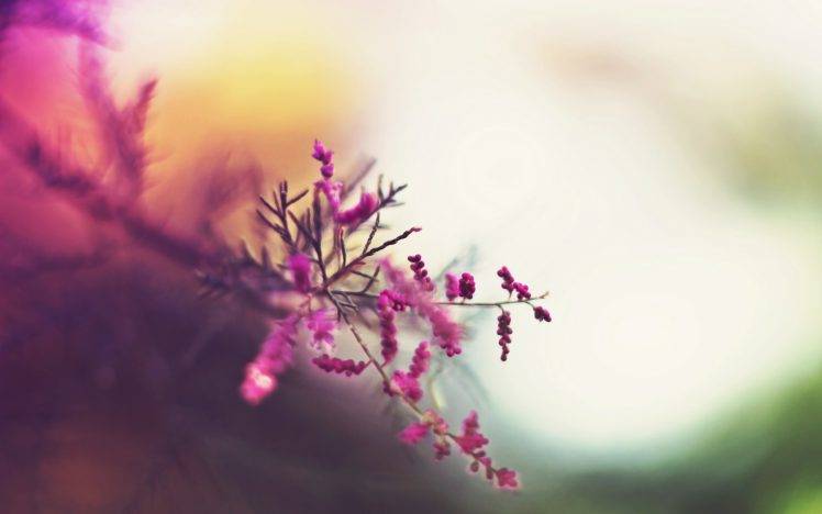flowers, Nature, Macro HD Wallpaper Desktop Background