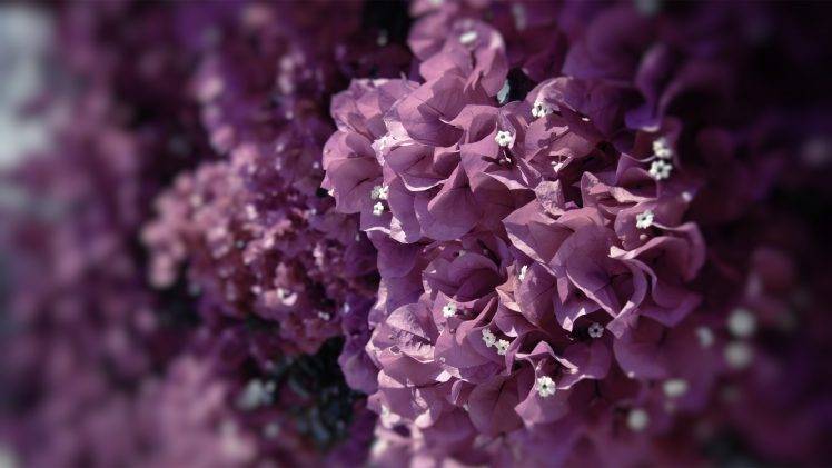 flowers, Nature, Bougainvillea, Pink Flowers HD Wallpaper Desktop Background