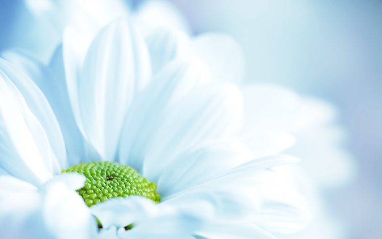 flowers, Nature, Macro, White Flowers HD Wallpaper Desktop Background