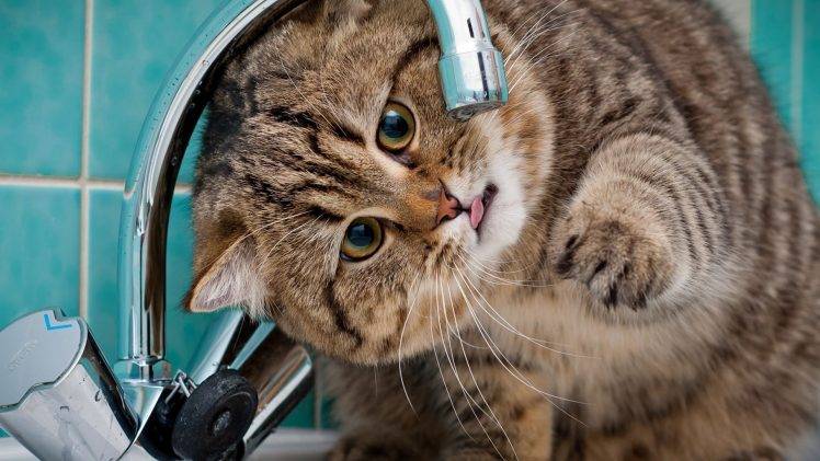 cat, Animals, Faucets HD Wallpaper Desktop Background