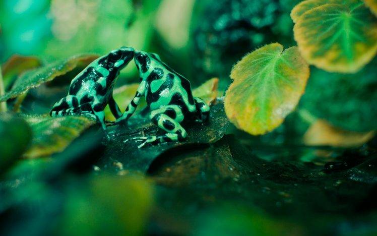 animals, Frog, Amphibian, Poison Dart Frogs HD Wallpaper Desktop Background