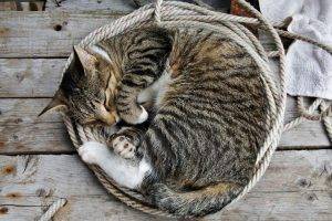 cat, Ropes, Wooden Surface, Animals, Sleeping