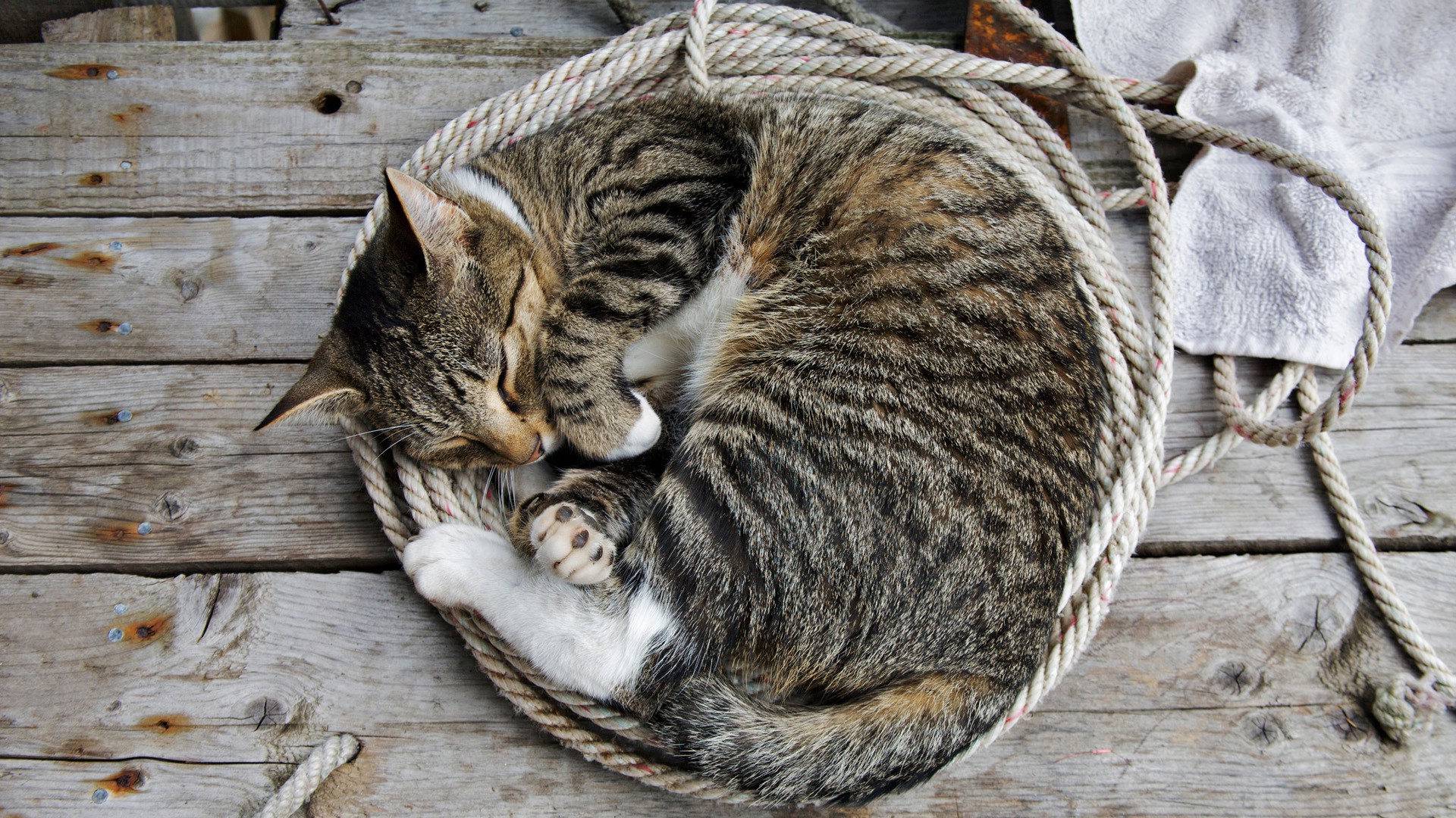 cat, Ropes, Wooden Surface, Animals, Sleeping Wallpaper