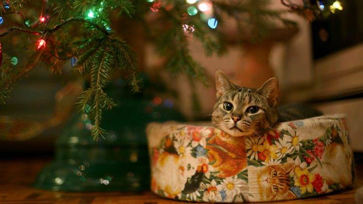 animals, Cat, Christmas HD Wallpaper Desktop Background
