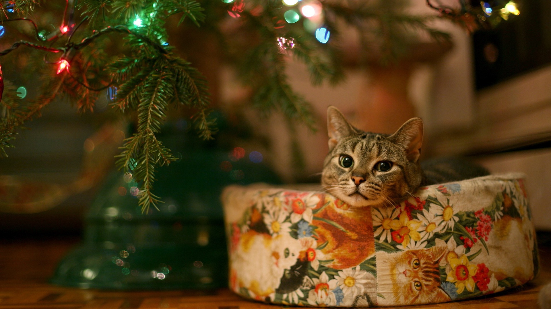 animals, Cat, Christmas Wallpaper