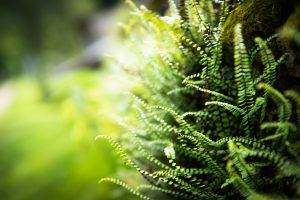 nature, Ferns, Blurred, Depth Of Field, Plants