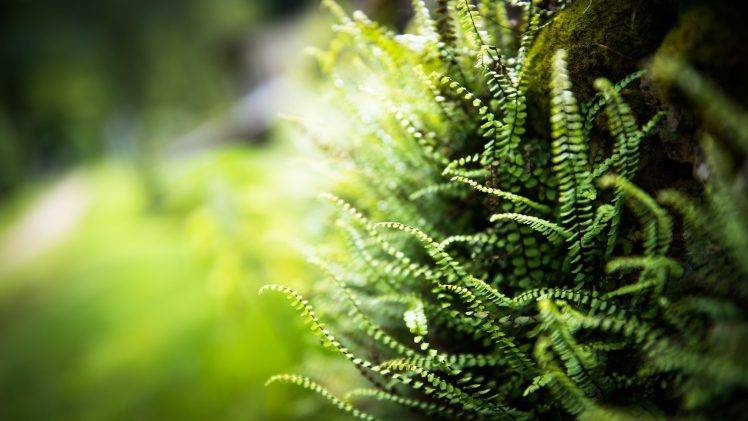 nature, Ferns, Blurred, Depth Of Field, Plants HD Wallpaper Desktop Background