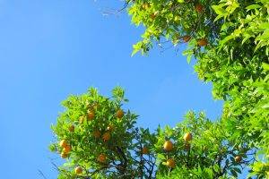 nature, Orange (fruit), Landscape