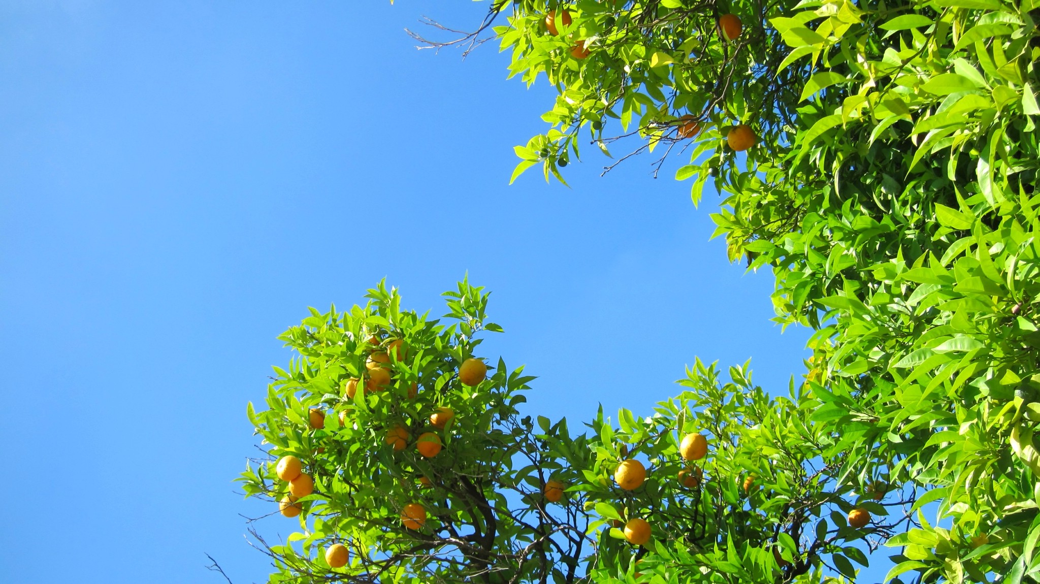 nature, Orange (fruit), Landscape Wallpaper