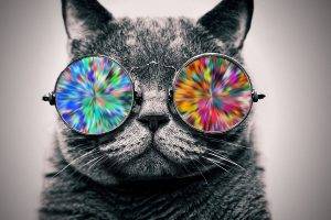 cat, Glasses, Animals, Selective Coloring