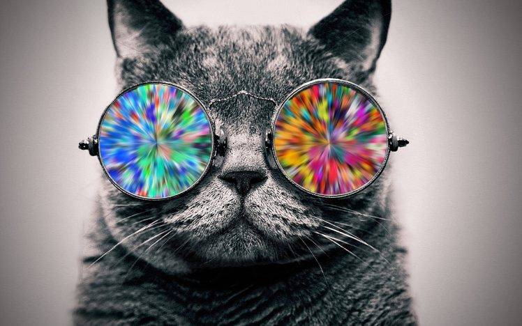 cat, Glasses, Animals, Selective Coloring HD Wallpaper Desktop Background