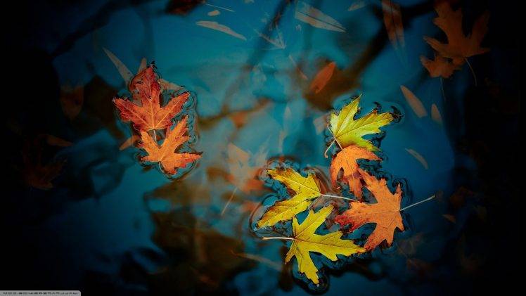 nature, Leaves, Water HD Wallpaper Desktop Background